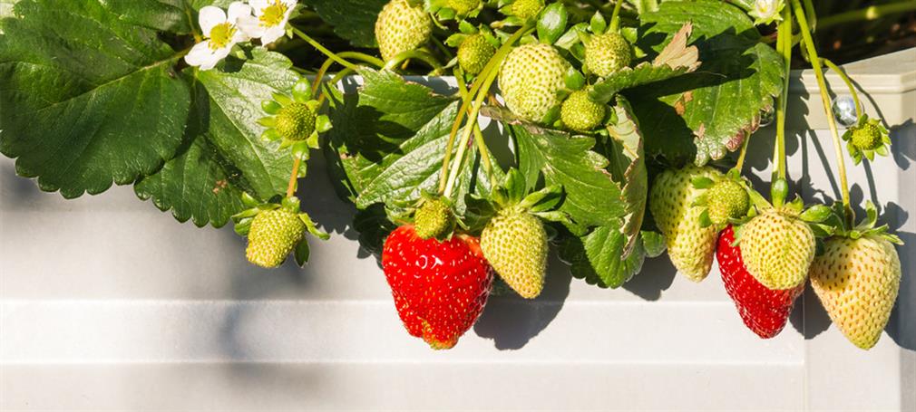 Planter til dit drivhus